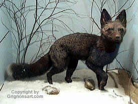 silver fox Taxidermy by Reimond Grignon