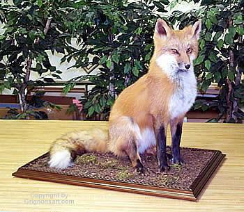 red fox Taxidermy by Reimond Grignon
