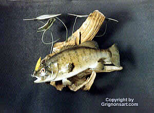 Small Mouth Bass Taxidermy by Reimond Grignon