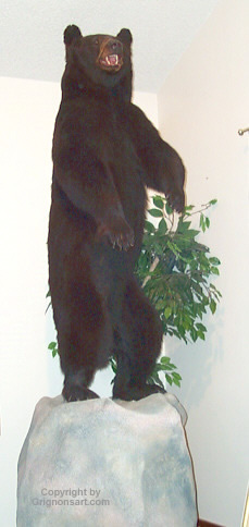 black bear Taxidermy by Reimond Grignon