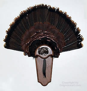 Turkey Tail Taxidermy by Reimond Grignon