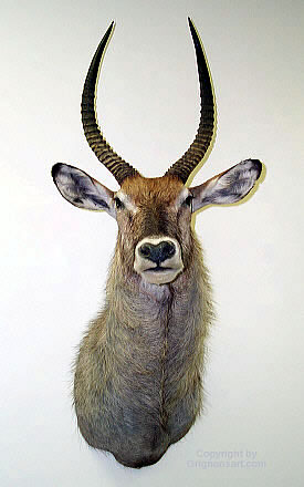 waterbuck Taxidermy by Reimond Grignon