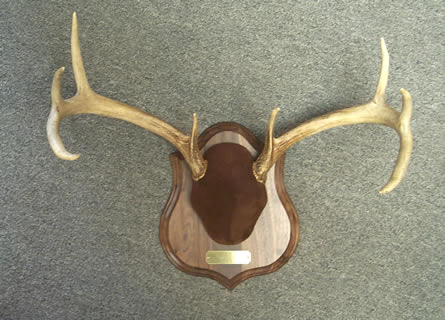 deer antlers on panel