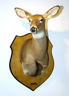 Big Doe Deer