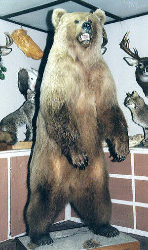 big bear