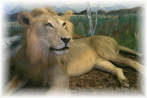 Lions