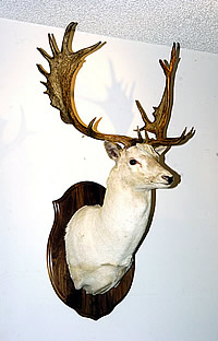 Big Fallow Deer