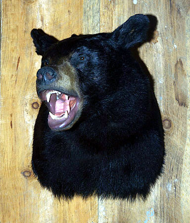 bear head for sale