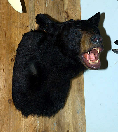 Black bear shoulder mount