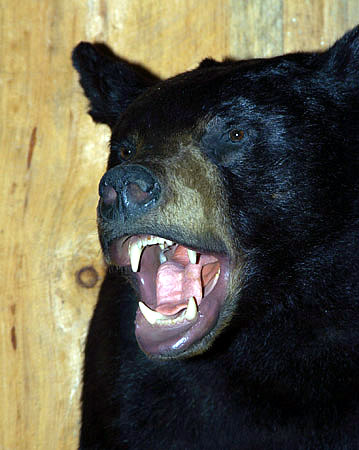 black bear for sale