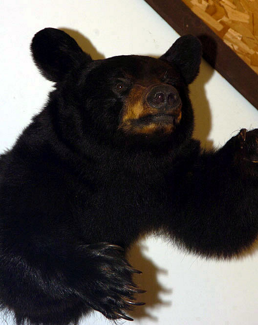 black bear shoulder mount