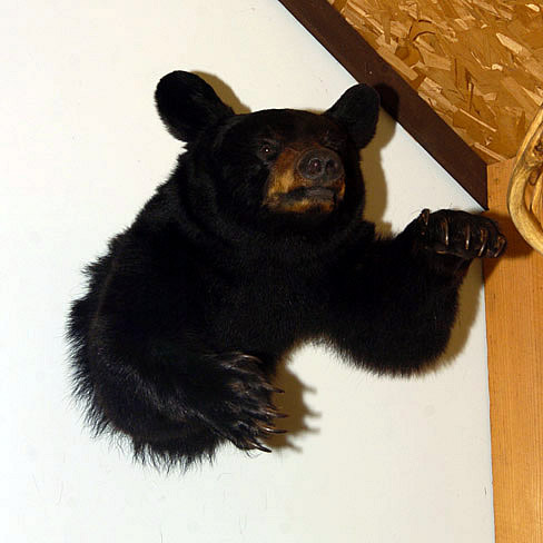 bear mount for sale