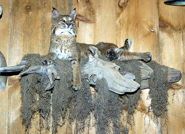 bobcat lying down on driftwood