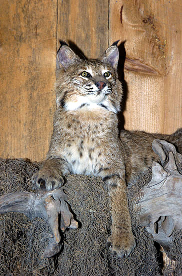 bobcat for sale