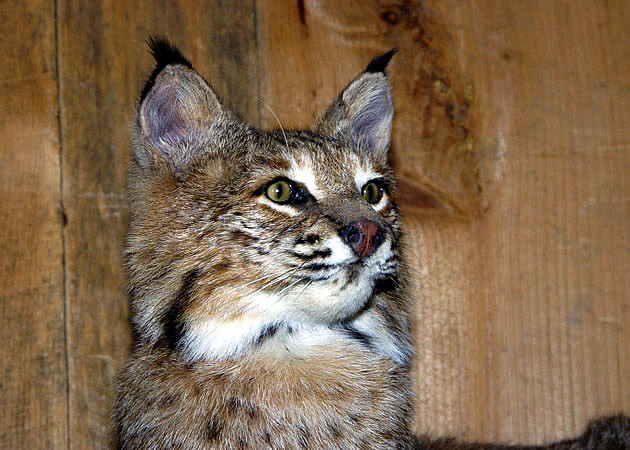 bobcat lying on driftwood for sale