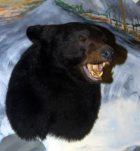 bear  head for sale