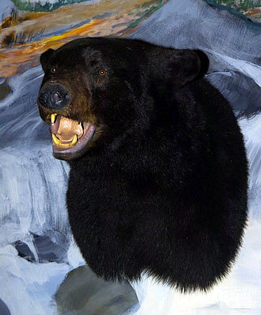 bear mount for sale