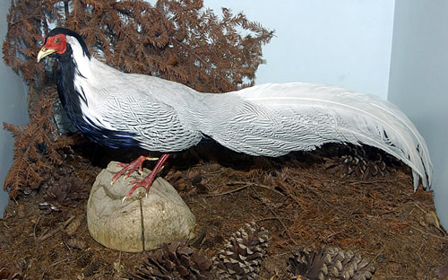 Silver Pheasant for sale