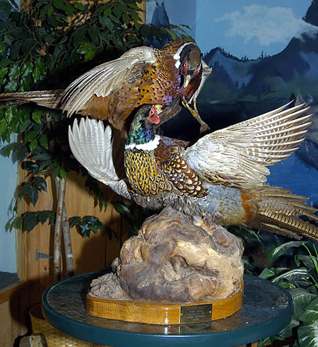 fighting pheasants for sale
