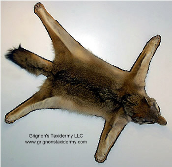 coyote rug for sale