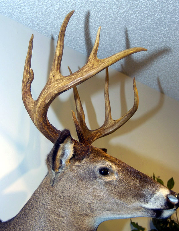 deer head for sale