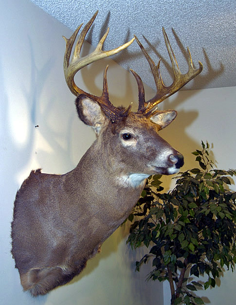 deer head for sale