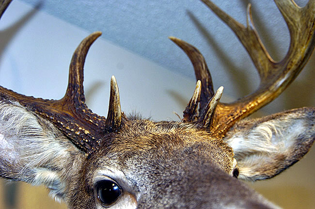deer heads for sale