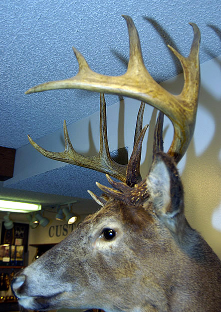 bib bucks for sale