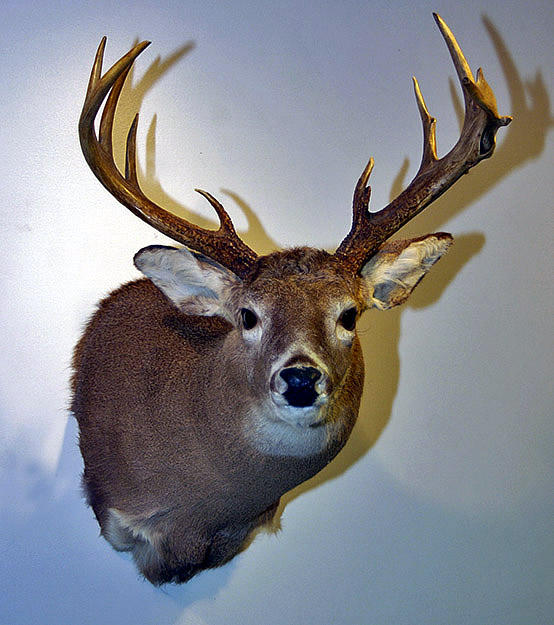 Exotic Axis Deer Shoulder Mount taxidermy.