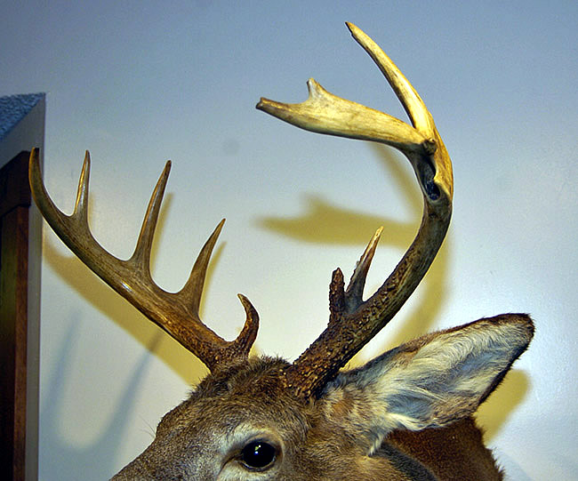whitetail deer for sale