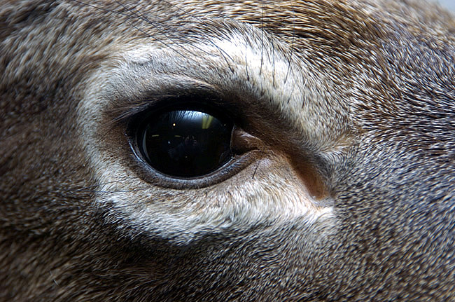 whitetail deer eye