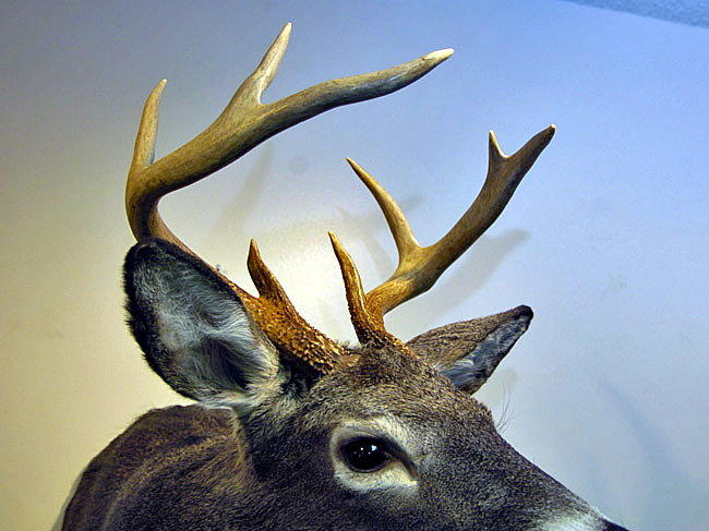 deer head for sale.