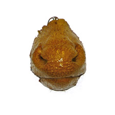 Deer nose death mask