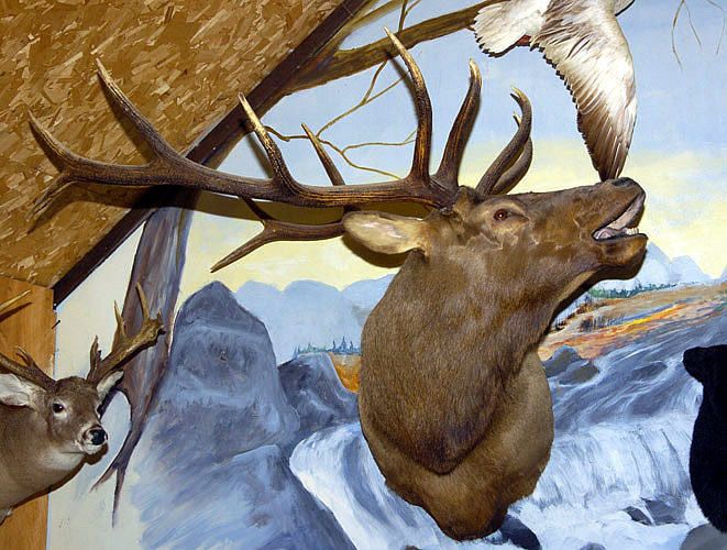 bugling elk head for sale