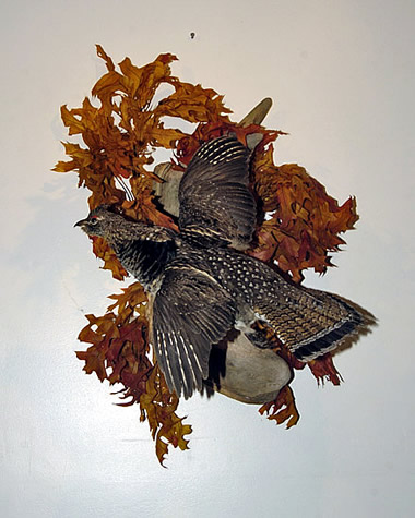 ruffed grouse for sale