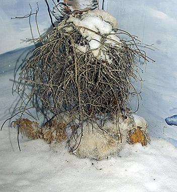 snowshoe Hare