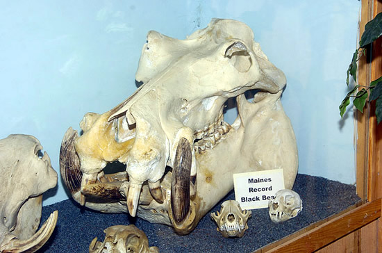 hippo skull