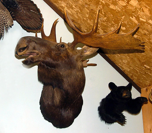 moose head for sale
