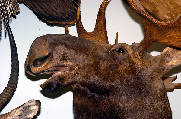 moose head for sale