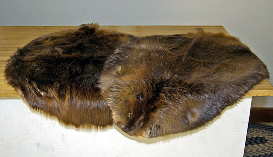 Beaver Pelts
