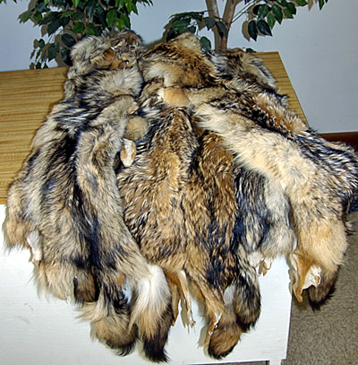 tanned coyote hides