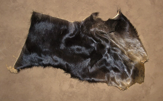 moose for sale