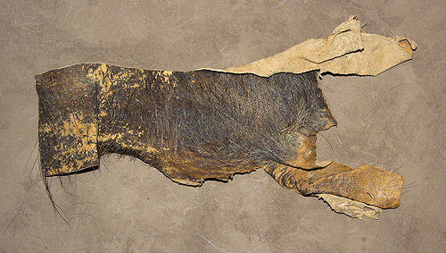 Cape Buffalo