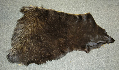 moose hide