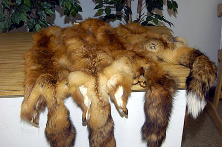 red fox for sale