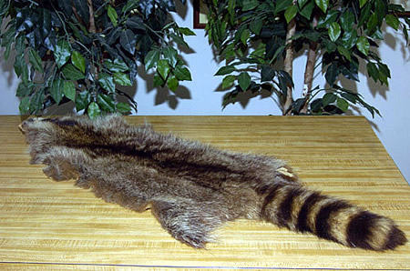 raccoon pelt for sale