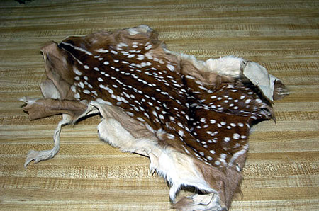 deer fawn pelt for sale