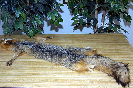 grey fox pelt for sale