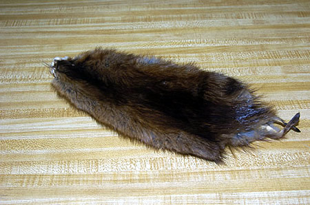 muskrat pelt for sale