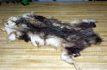 opussom pelt for sale
